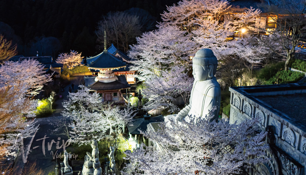 奈良･高取町の桜の名所！大仏様と満開の桜が咲き誇る話題の絶景スポット！壷阪寺(南法華寺)